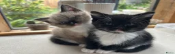 Mixed Breed cats for sale: Ragdoll/Persian - kittens  - Advert 14