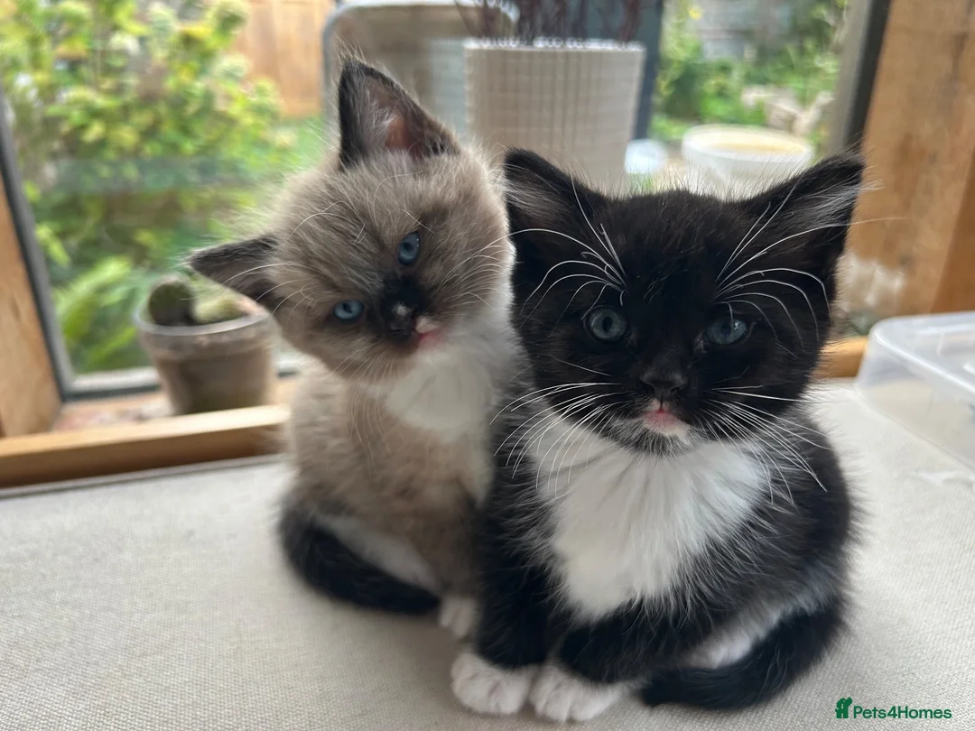 Mixed Breed cats for sale: Ragdoll/Persian - kittens  - Advert 14