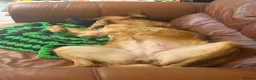 Golden Shepherd dogs for sale: Golden Shepherd - Advert 4