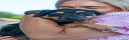 Mixed Breed dogs for adoption: Funny little Fizzy - Advert 18