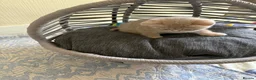 British Shorthair cats for sale: BSH kittens for sale  - Advert 13