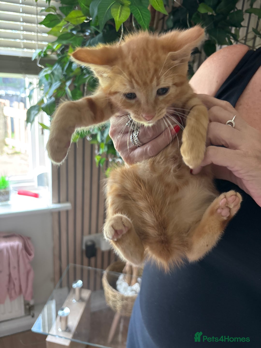 Mixed Breed cats for sale: Adorable kitten - Image 21