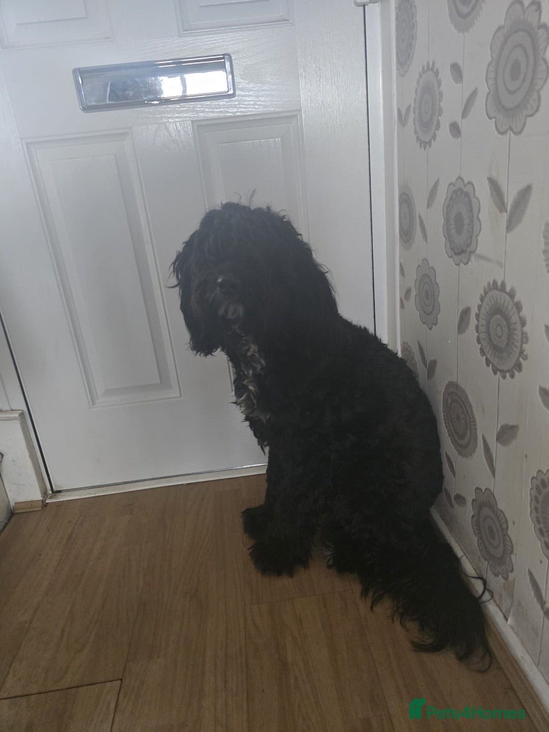 Cockapoo dogs for sale: 16 month old male cockapoo - Image 2