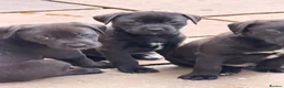 Mixed Breed dogs for sale: Labrador x  - Advert 5