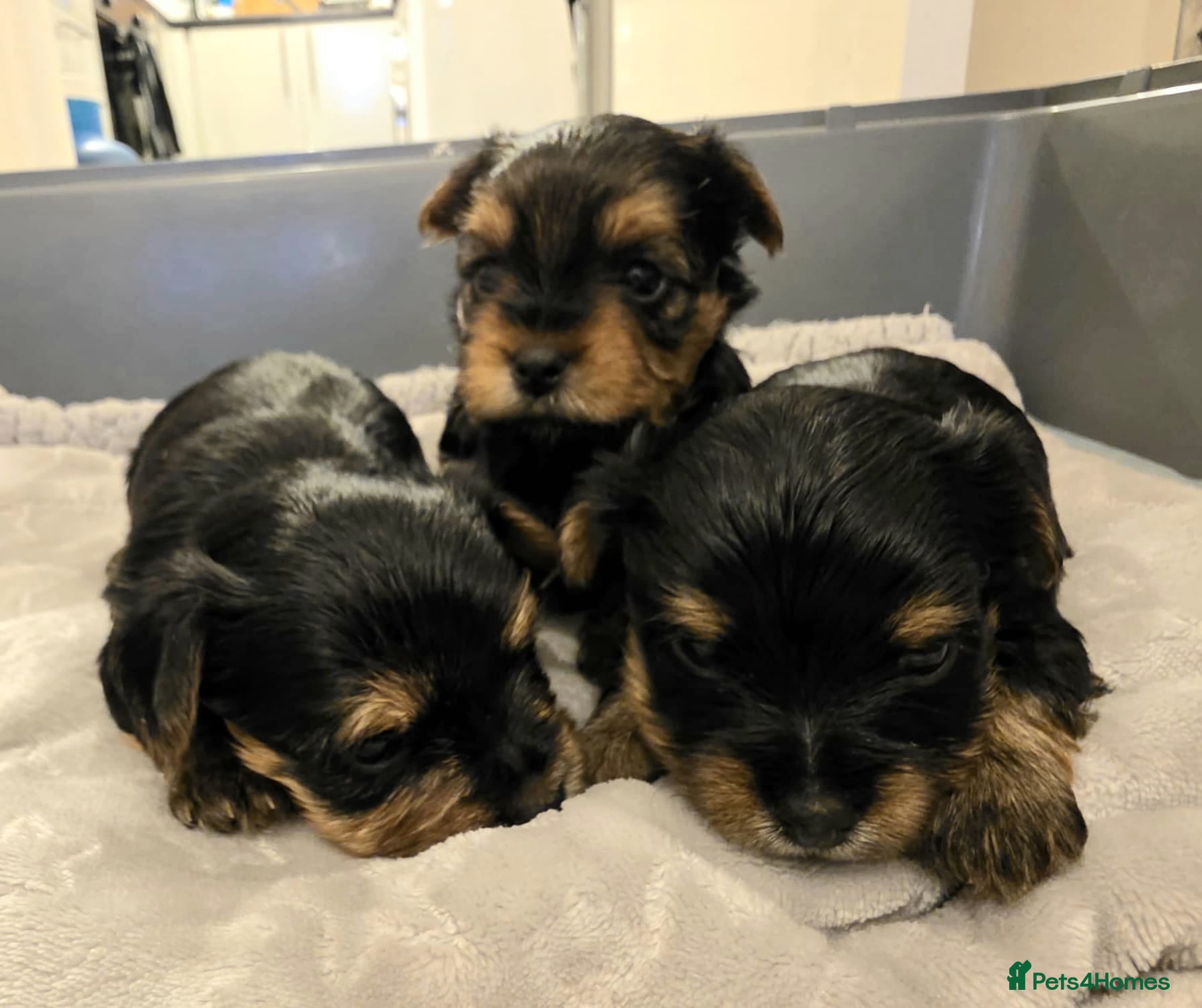Yorkshire Terrier dogs Yorkshire terrier puppies  - Advert 2