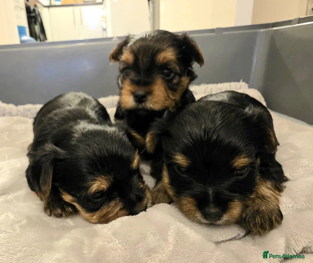 Yorkshire Terrier dogs for sale: Yorkshire terrier puppies  - Advert 1