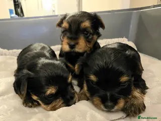Yorkshire Terrier dogs Yorkshire terrier puppies - Advert 2