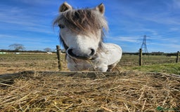 Welsh Section A horses for sale: Welsh a mare - Image 7