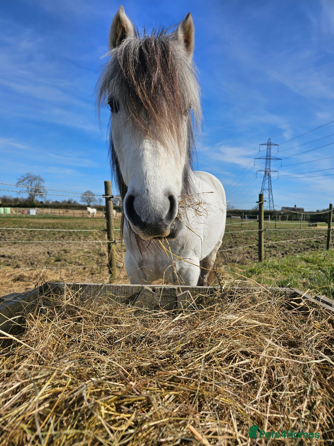Welsh Section A horses for sale: Welsh a mare - Image 7