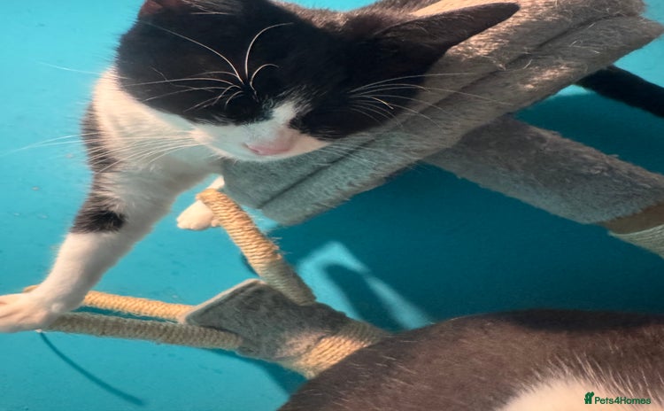 Mixed Breed cats - Advert 12