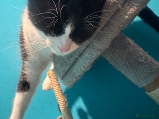 Mixed Breed cats - Advert 35