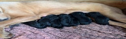 Cane Corso dogs for sale: 5 Gorgeous Black Cane Corsos ready to go🤍 - Advert 14