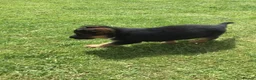 German Shepherd dogs for sale: GERMAN SHEPARD BITCH PUP - Advert 1