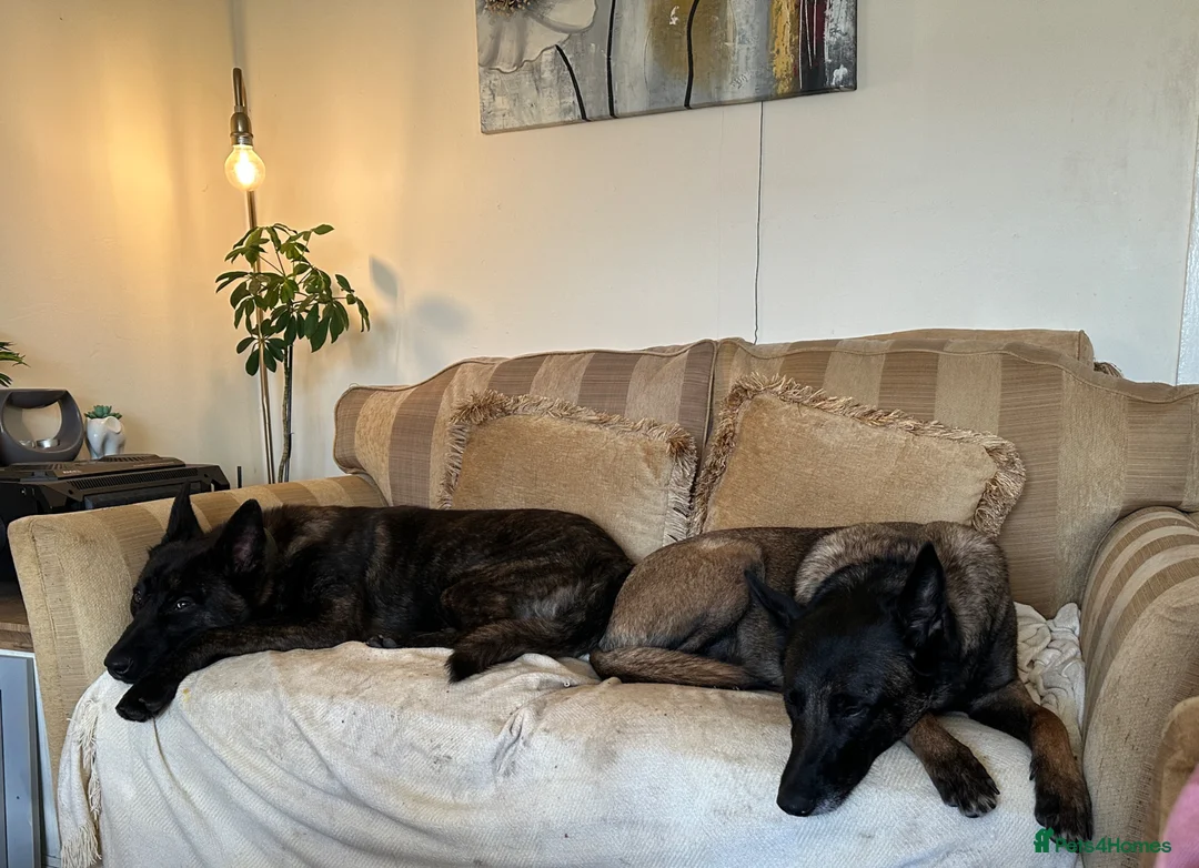 Belgian Shepherd Dog dogs for sale: Belgium Shepard x Dutch Shepard  in Aberdare - Advert 6