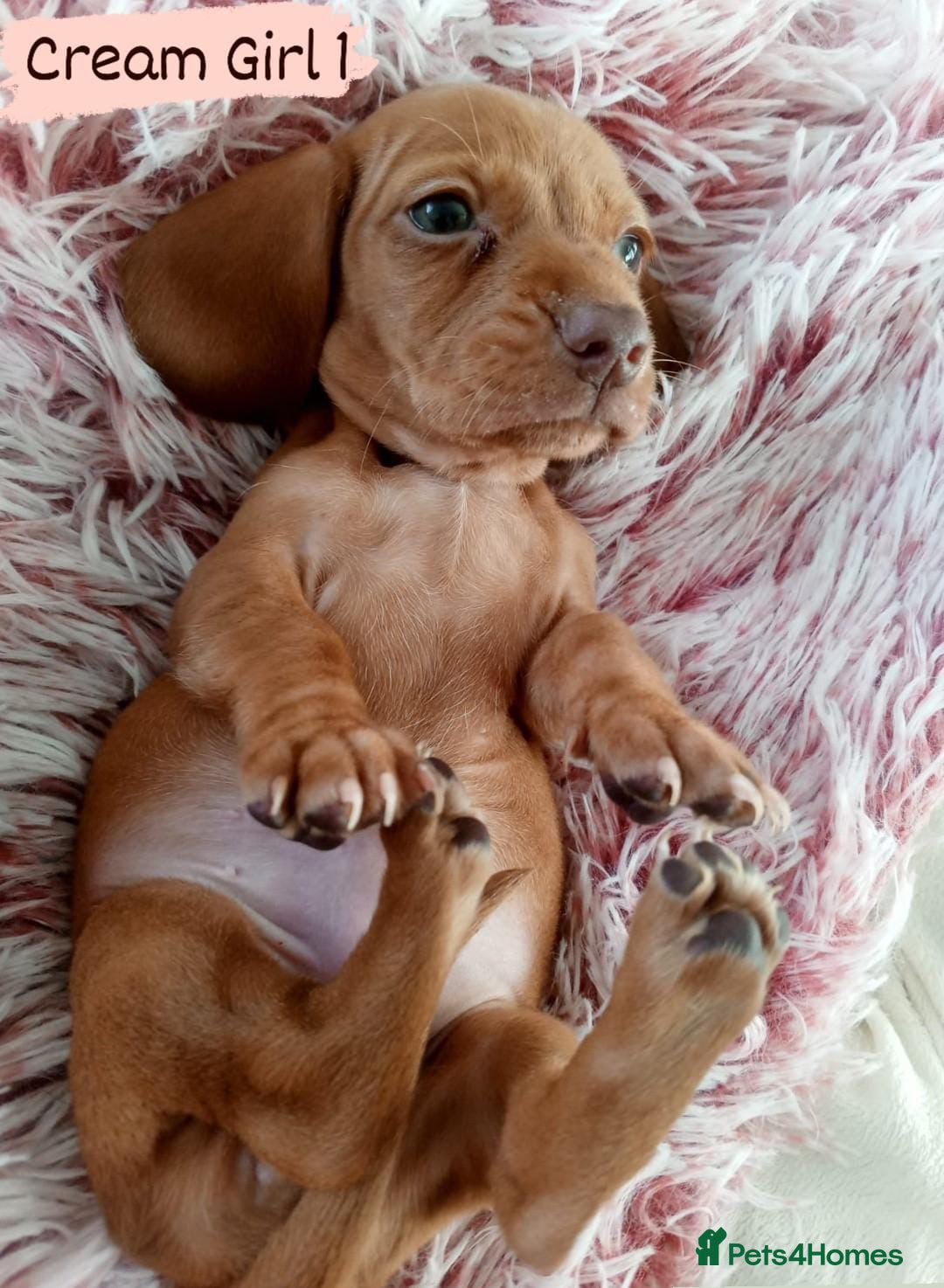 Miniature Dachshund dogs for sale: ✨ Miniature Dachshund– 6 Beautiful Pups! ✨ - Advert 24
