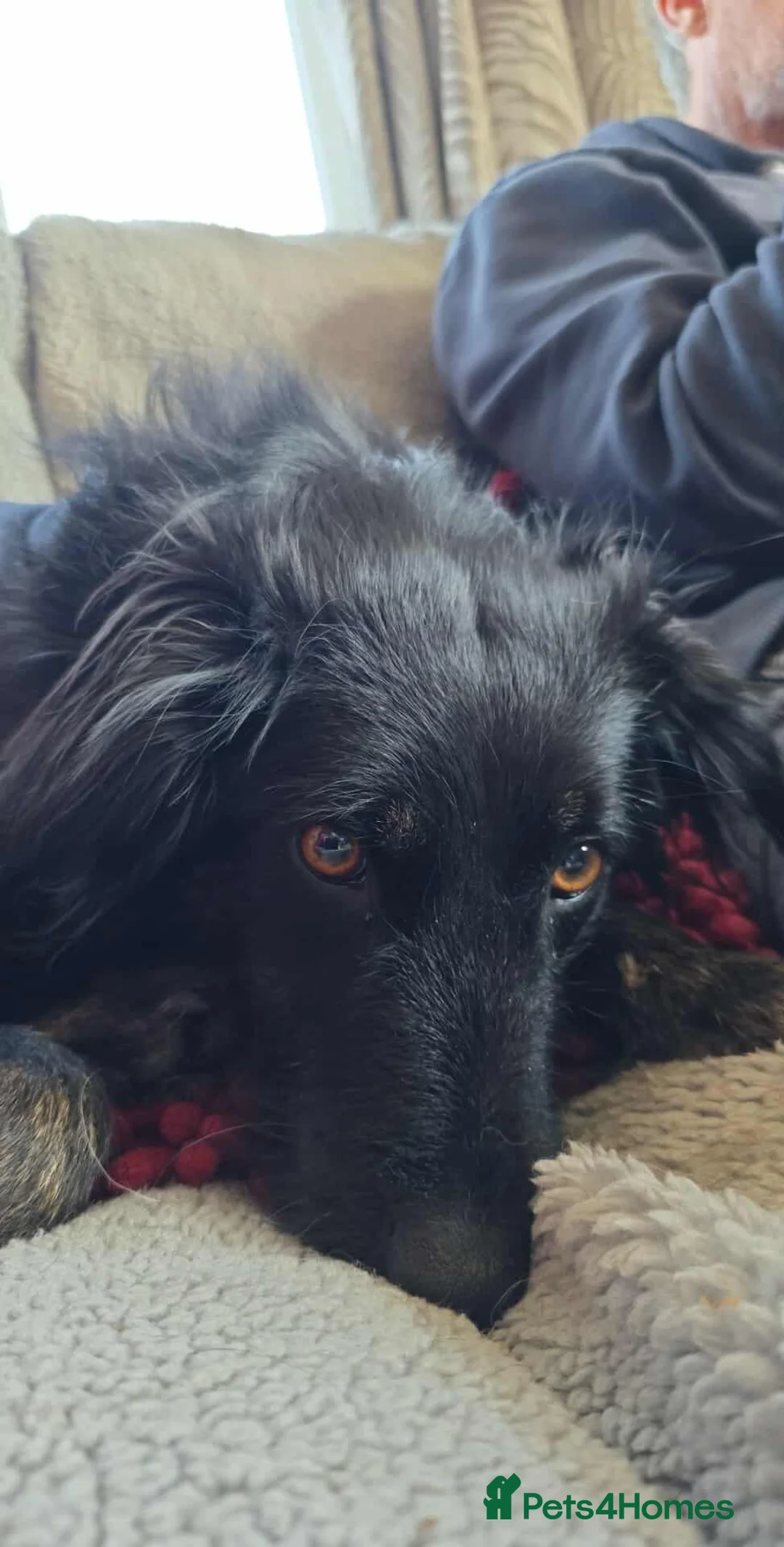 Mixed Breed dogs for adoption: TILLY (All black girl) - Advert 4