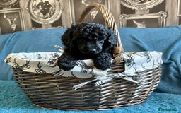 Miniature Poodle dogs for sale: Mini Poodles - Phantom - ready end of october - Image 3