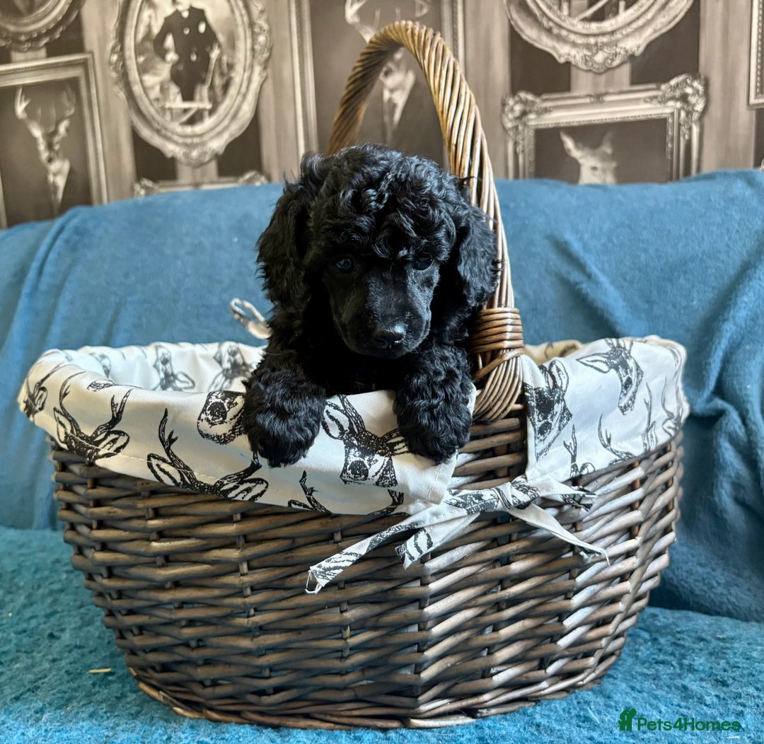 Miniature Poodle dogs for sale: Mini Poodles - Phantom - ready end of october - Image 3