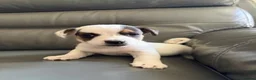Mixed Breed dogs for sale: Beautiful mix of Sealyham terrier x jackrussel  - Advert 15