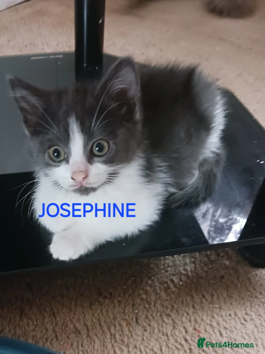 Ragdoll cats for sale: CUTE RARE BLUE COLOUR RAGDOLL KITTENS  - Advert 5