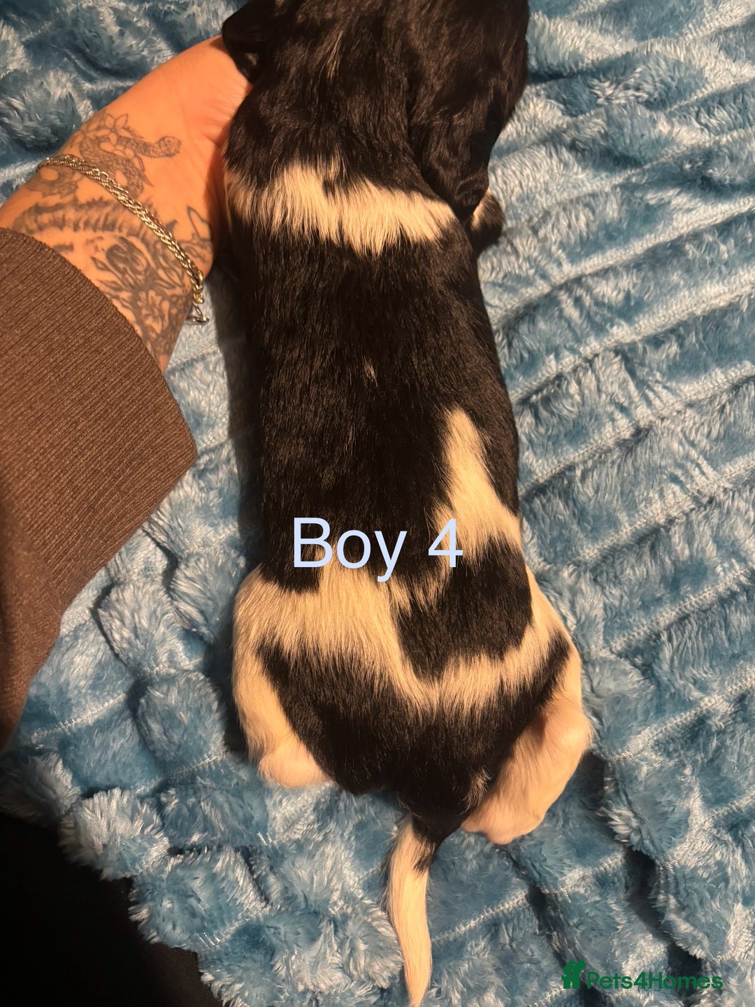 English Springer Spaniel dogs for sale: ✨ KC Registered English Springer Spaniel Puppies ✨ - Advert 31