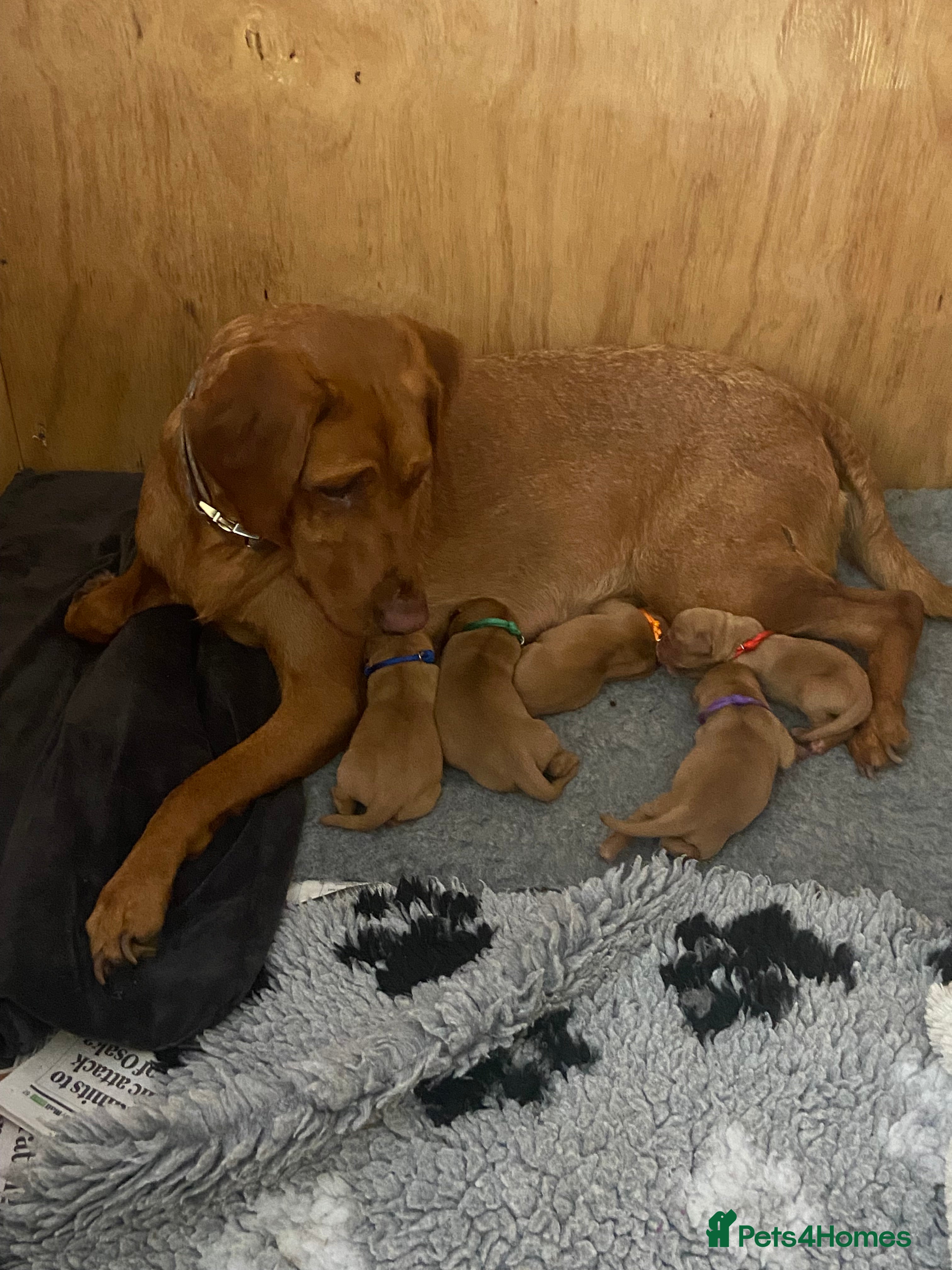 Labrador Retriever dogs Beautiful KC Registered Fox Red Labradors for Sale - Advert 6