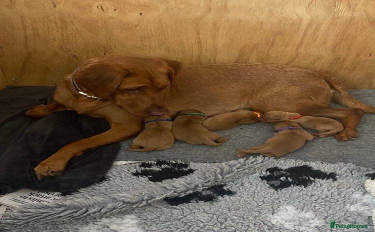 Labrador Retriever dogs - Advert 15