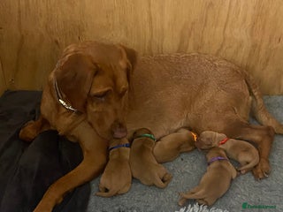 Labrador Retriever dogs - Advert 2