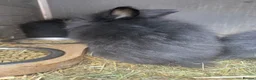 Angora rabbits for sale: Pair of angora crossed  - Advert 4