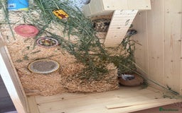 Hamster rodents for sale: Female dwarf hamster and set up  - Image 3