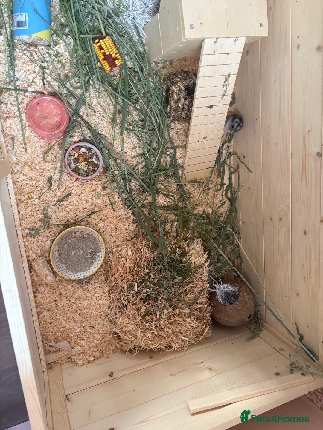 Hamster rodents for sale: Female dwarf hamster and set up  - Image 3