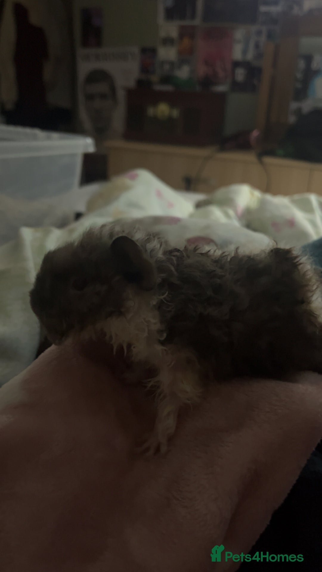 Guinea Pig rodents for sale: 3 male guinea pigs for sale  - Advert 4