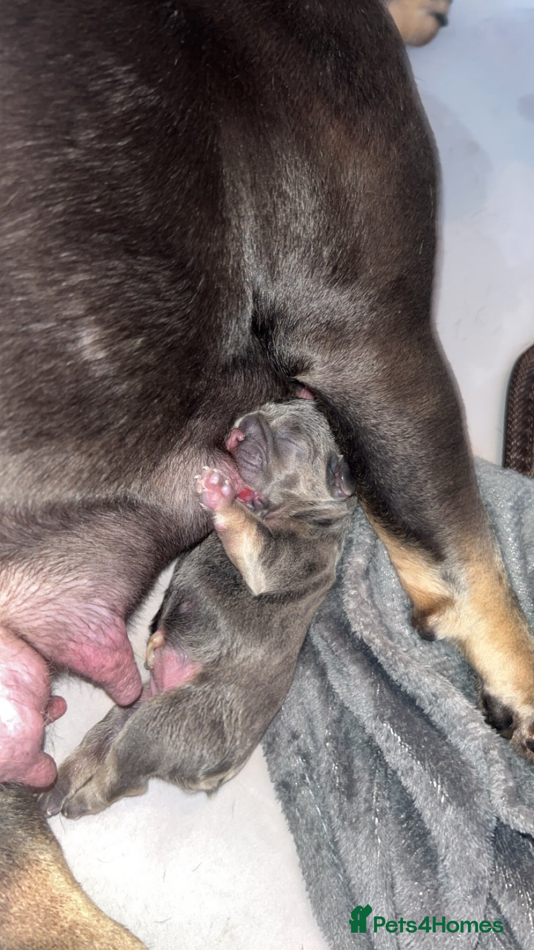 French Bulldog dogs for sale: Two Beautiful Girl French Bulldogs  - Image 15