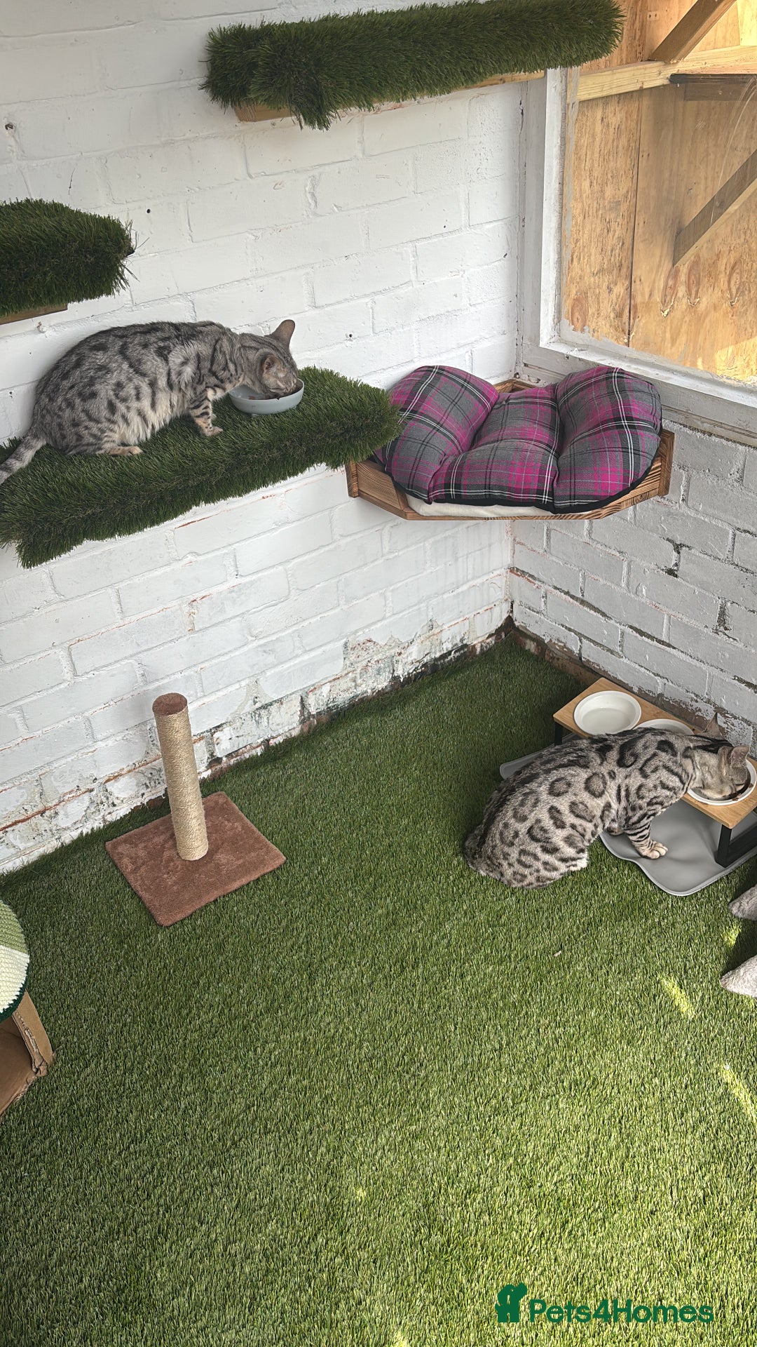 Bengal cats for sale:  TICA Registered Bengal Pair – Proven & Active - Image 4