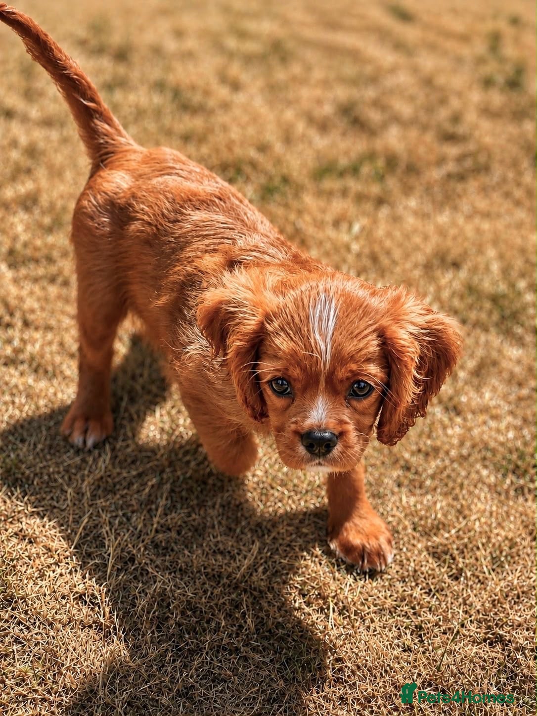 Cavalier King Charles Spaniel dogs Stunning Male Cavalier pup - Advert 2