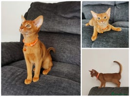 Abyssinian cats Ready now!!! Beautiful Abyssinians kittens❤️🐱❤️ - Advert 8
