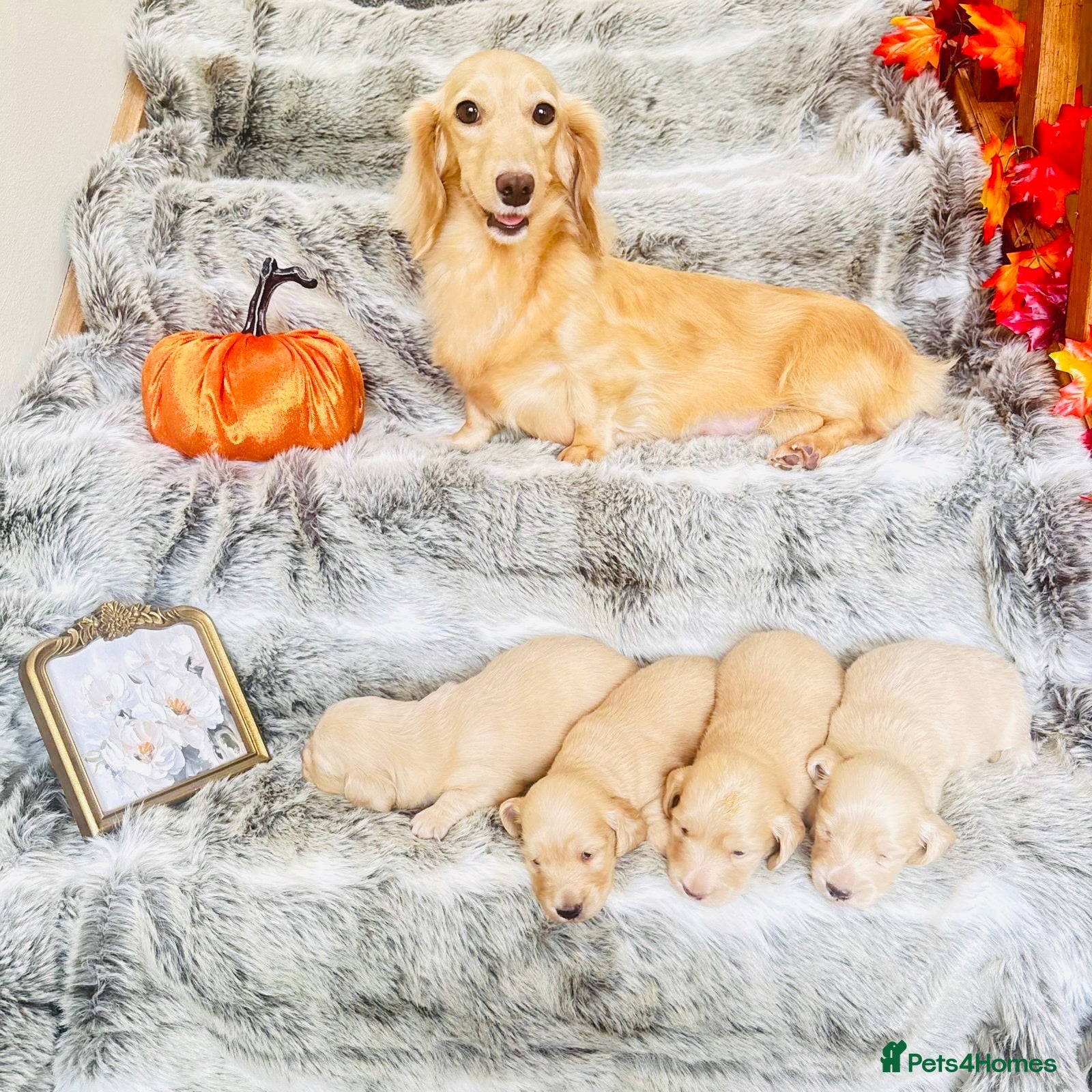Miniature Dachshund dogs Cream Long-hair Minuature Dachshunds - Advert 1