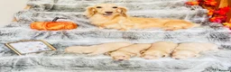 Miniature Dachshund dogs for sale: Cream Long-hair Minuature Dachshunds - Advert 1