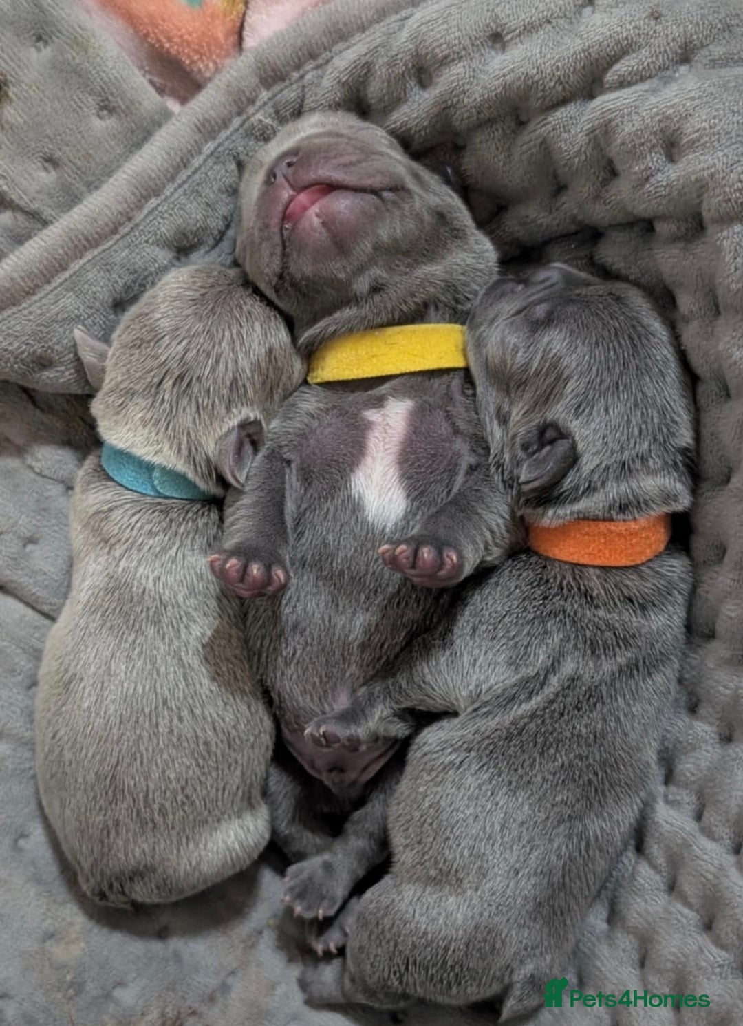 French Bulldog dogs for sale: French bulldog puppies - Image 1