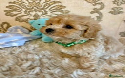 Maltipoo dogs for sale: ADORABLE F1 MALTIPOO PUPPIES DNA TESTED  - Image 9