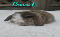 Mini Lop rabbits for sale: Beautiful mini lops boys and girls - Image 4