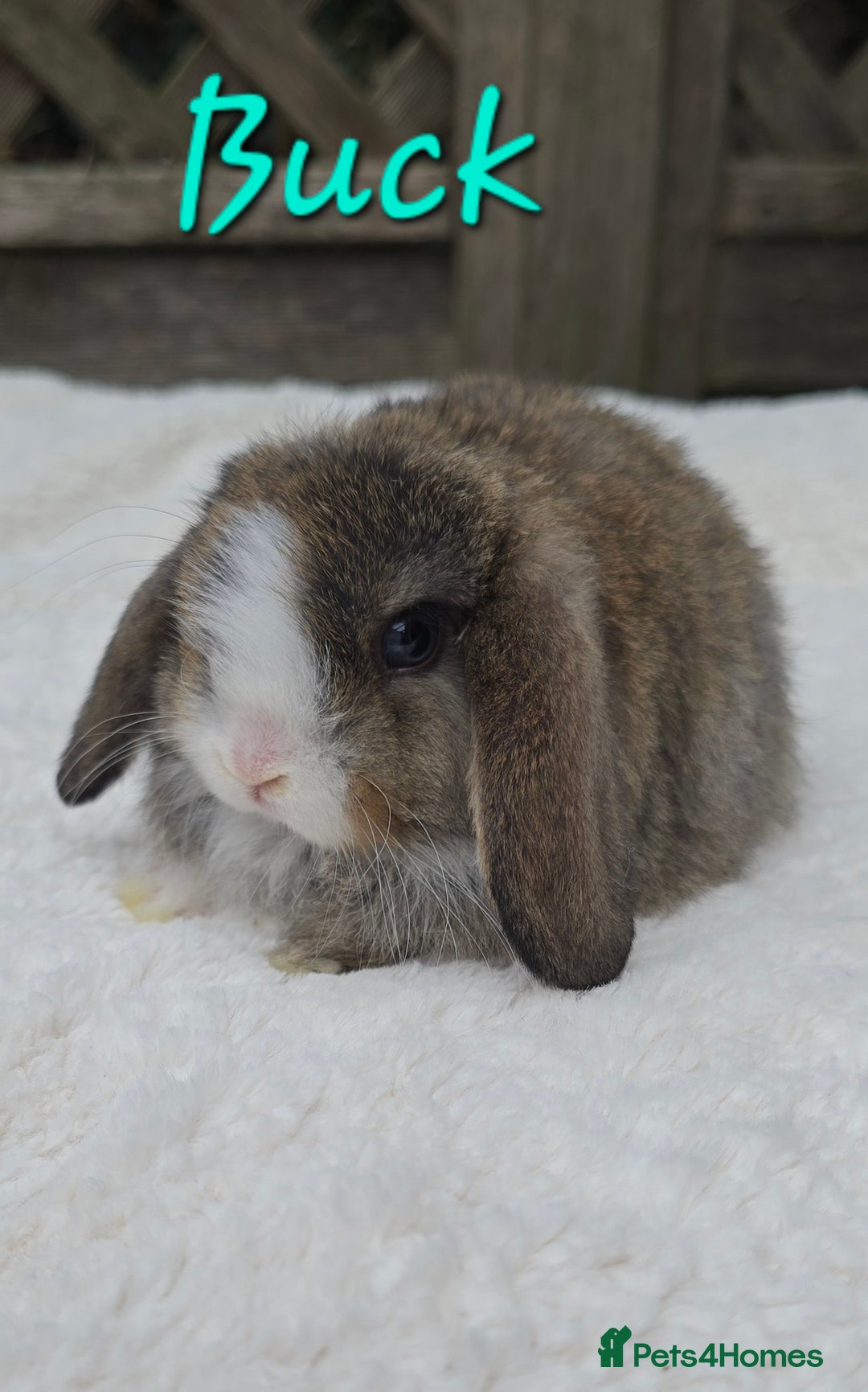 Mini Lop rabbits for sale: Beautiful mini lops boys and girls - Image 4