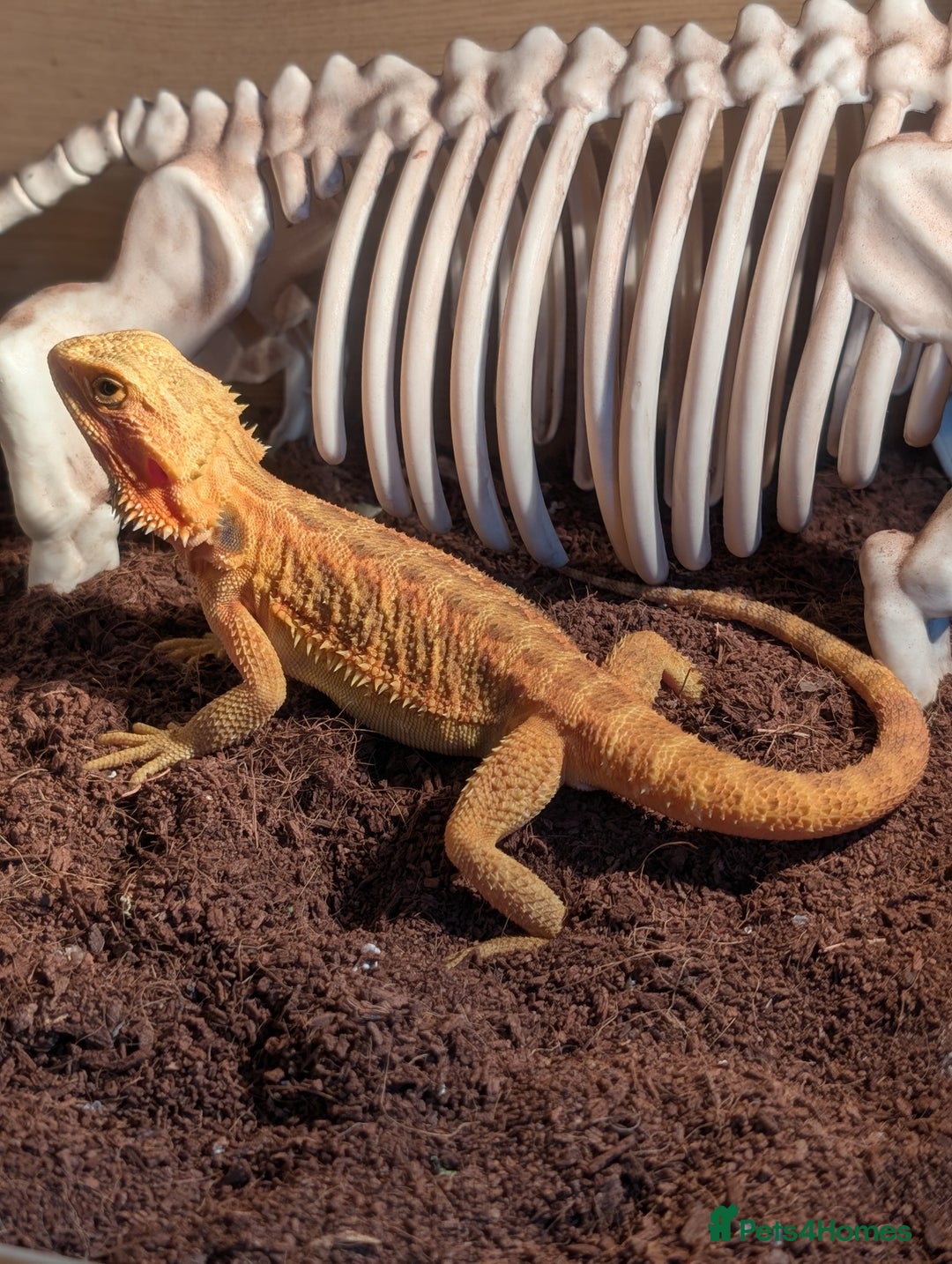 Bearded Dragon reptiles for sale: Female Red bearded dragon - Image 4