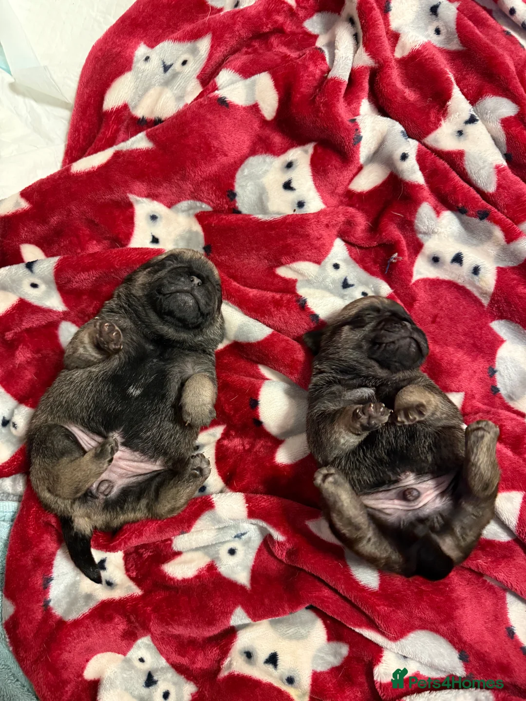 Pug dogs for sale: Pug puppies for sale  - Advert 16