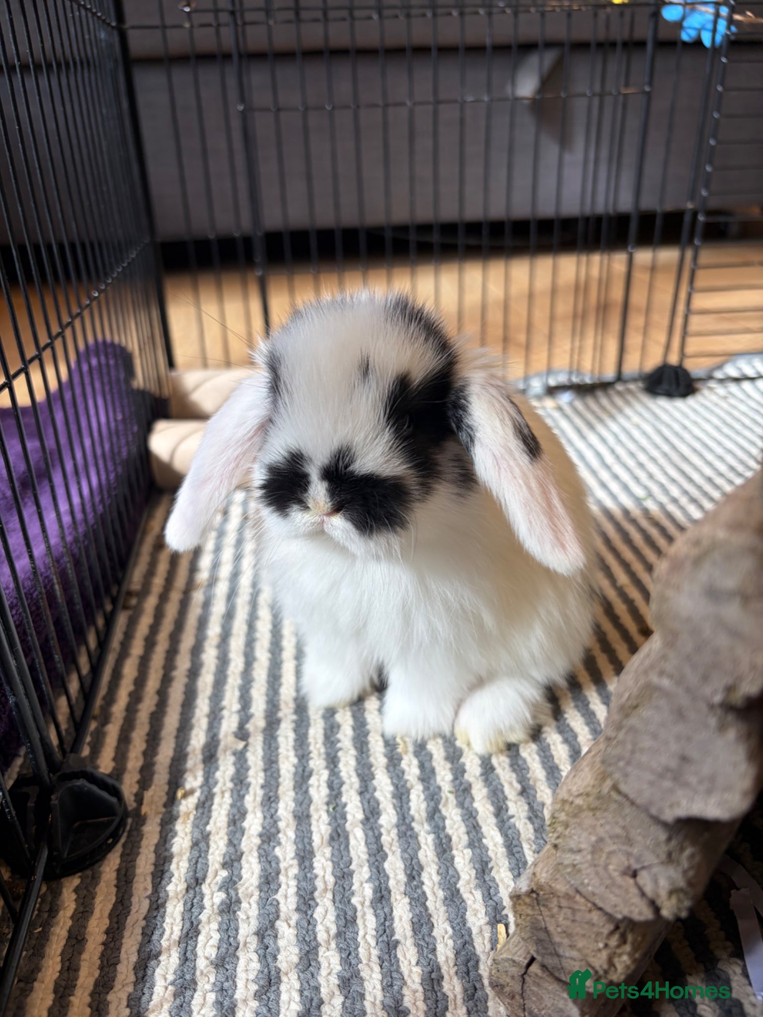Mini Lop rabbits beautiful friendly mini lops  - Advert 19