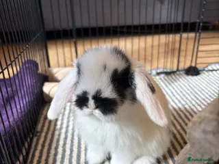 Mini Lop rabbits beautiful friendly mini lops - Advert 17