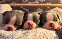 Boston Terrier dogs for sale: Exceptional Blue Boston Terrier Puppies 💙🐾 - Image 13