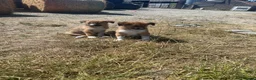 Welsh Collie dogs for sale: 4 beautiful Welsh collie male pups - Advert 2