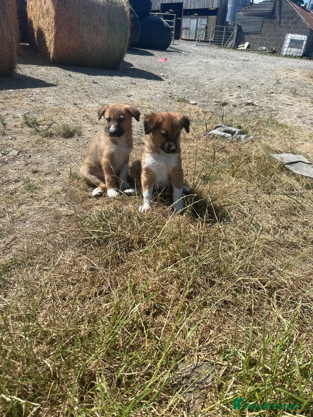 Welsh Collie dogs for sale: 4 beautiful Welsh collie male pups - Advert 2