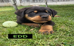 Rottweiler dogs for sale: Family bred and loved Rottweiller puppies - Image 25